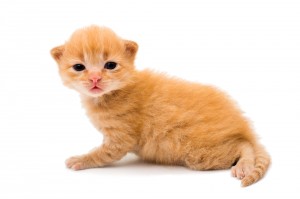 Waiting for your cat to bark?